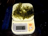 海藻類10.06更新